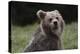 European brown bear (Ursus arctos), Slovenia, Europe-Sergio Pitamitz-Premier Image Canvas