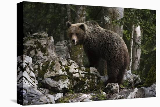 European brown bear (Ursus arctos), Slovenia, Europe-Sergio Pitamitz-Premier Image Canvas