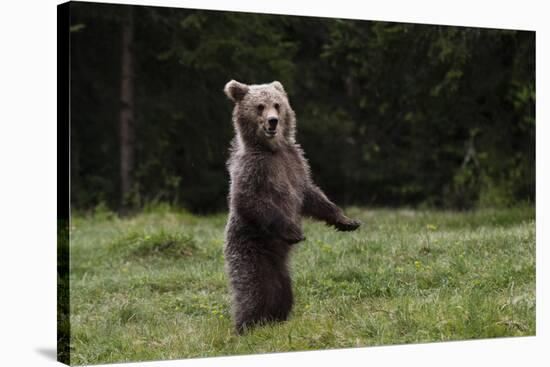 European brown bear (Ursus arctos), Slovenia, Europe-Sergio Pitamitz-Premier Image Canvas