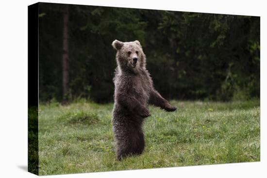 European brown bear (Ursus arctos), Slovenia, Europe-Sergio Pitamitz-Premier Image Canvas