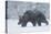 European brown bear walking in a blizzard, Finland, Scandinavia, Europe-Kyle Moore-Premier Image Canvas