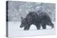 European brown bear walking in a blizzard, Finland, Scandinavia, Europe-Kyle Moore-Premier Image Canvas