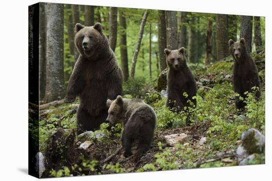 European brown bears (Ursus arctos) and cubs, Slovenia, Europe-Sergio Pitamitz-Premier Image Canvas