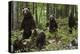 European brown bears (Ursus arctos) and cubs, Slovenia, Europe-Sergio Pitamitz-Premier Image Canvas