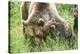 European brown bears, Ursus arctos arctos, mother animal, young animal, wilderness, meadow, play-David & Micha Sheldon-Premier Image Canvas