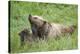 European brown bears, Ursus arctos arctos, mother animal, young animal, wilderness, meadow, play-David & Micha Sheldon-Premier Image Canvas