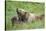 European brown bears, Ursus arctos arctos, mother animal, young animal, wilderness, meadow, play-David & Micha Sheldon-Stretched Canvas