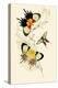 European Butterflies and Moths-James Duncan-Stretched Canvas