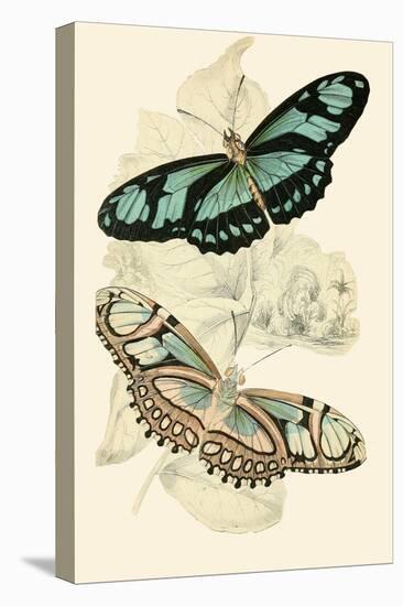 European Butterflies and Moths-James Duncan-Stretched Canvas