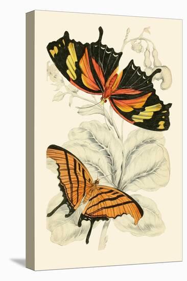 European Butterflies and Moths-James Duncan-Stretched Canvas