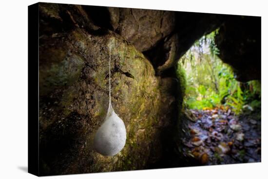 European cave spider egg sac containing young, hanging in cave-Alex Hyde-Premier Image Canvas