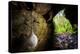 European cave spider egg sac containing young, hanging in cave-Alex Hyde-Premier Image Canvas