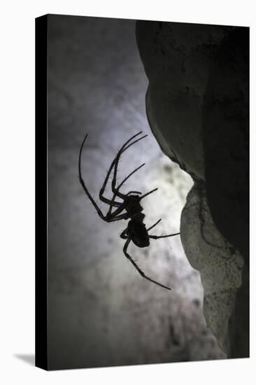 European Cave Spider (Meta Menardi) in Limestone Cave. Plitvice Lakes National Park, Croatia-Alex Hyde-Premier Image Canvas