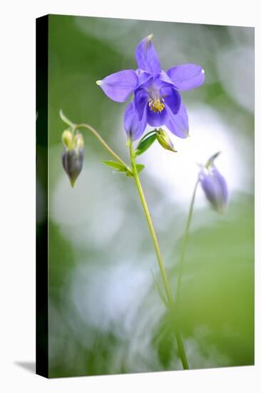 European columbine in flower, France-Benjamin Barthelemy-Premier Image Canvas