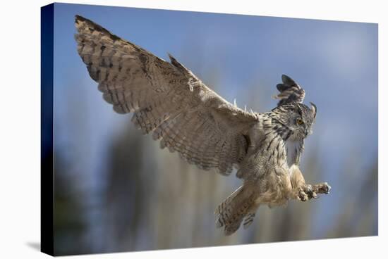 European Eagle Owl In Flight-Linda Wright-Premier Image Canvas