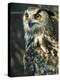 European Eagle Owl, New Forest Owl Sanctuary, Ringwood, Hampshire, England, United Kingdom, Europe-Murray Louise-Premier Image Canvas