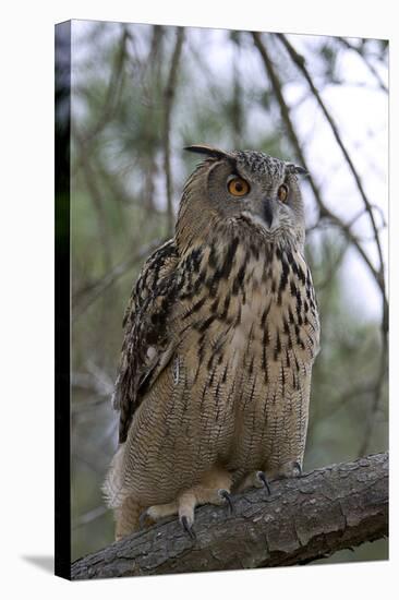 European Eagle Owl-Linda Wright-Premier Image Canvas