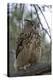 European Eagle Owl-Linda Wright-Premier Image Canvas