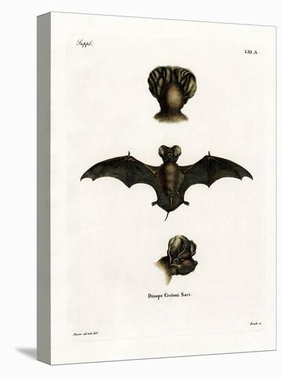 European Free-Tailed Bat-null-Premier Image Canvas