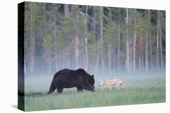 European Grey Wolf (Canis Lupus) Interacting with European Brown Bear (Ursus Arctos) Kuhmo, Finland-Widstrand-Premier Image Canvas