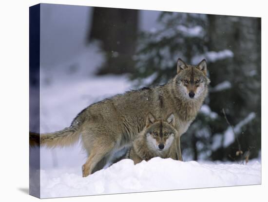 European Grey Wolves in Snow, Bayerischer Wald Np, Germany-Eric Baccega-Premier Image Canvas