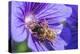 European Honey Bee (Apis Mellifera) Feeding On Flower (Geranium Sp). Monmouthshire, Wales, UK-Phil Savoie-Premier Image Canvas