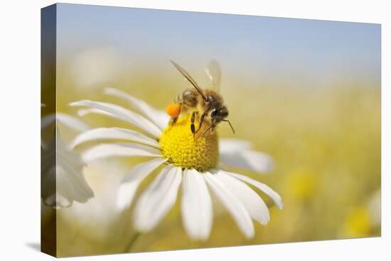 European Honey Bee Collecting Pollen and Nectar from Scentless Mayweed, Perthshire, Scotland-Fergus Gill-Premier Image Canvas