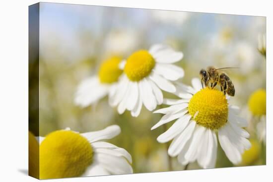 European Honey Bee Collecting Pollen and Nectar from Scentless Mayweed, Perthshire, Scotland-Fergus Gill-Premier Image Canvas