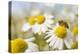 European Honey Bee Collecting Pollen and Nectar from Scentless Mayweed, Perthshire, Scotland-Fergus Gill-Premier Image Canvas