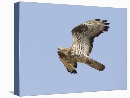 European Honey Buzzard Adult Male in Flight-null-Premier Image Canvas