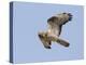 European Honey Buzzard Adult Male in Flight-null-Premier Image Canvas