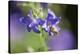 European honeybee, Apis mellifera, blossom, dust, close-up-David & Micha Sheldon-Premier Image Canvas