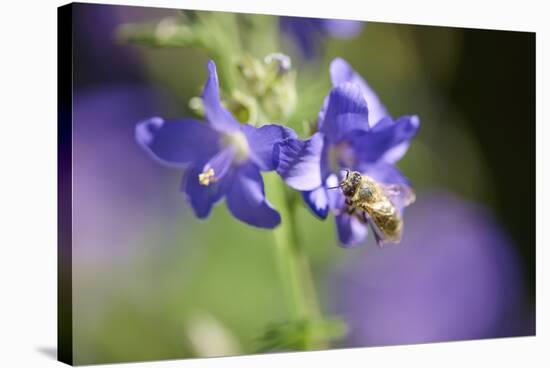 European honeybee, Apis mellifera, blossom, dust, close-up-David & Micha Sheldon-Stretched Canvas