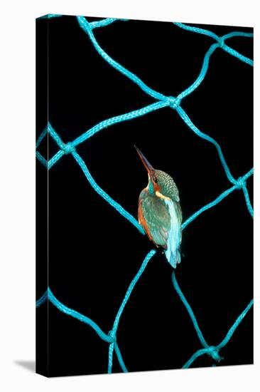 European Kingfisher Alcedo Atthis Perched on Blue Fishing Net-Darroch Donald-Premier Image Canvas