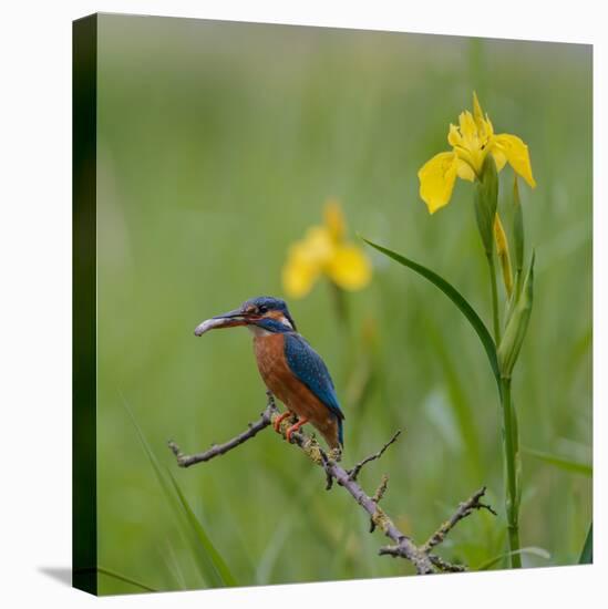 European Kingfisher with Prey with Yellow Iris Flowers-Fred Van Wijk-Premier Image Canvas