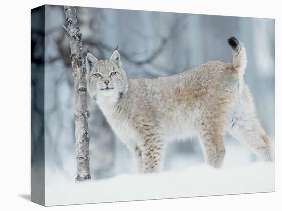 European Lynx in Birch Forest in Snow, Norway-Pete Cairns-Premier Image Canvas