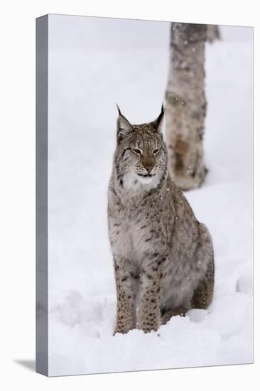 European Lynx (Lynx Lynx), Polar Park, Norway, Troms, Norway, Scandinavia-Sergio Pitamitz-Premier Image Canvas
