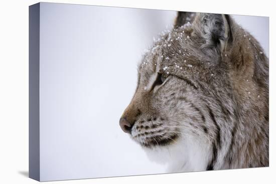 European Lynx (Lynx Lynx), Polar Park, Troms, Norway, Scandinavia-Sergio Pitamitz-Premier Image Canvas