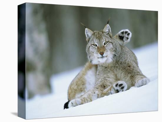 European Lynx Male Grooming in Snow, Norway-Pete Cairns-Premier Image Canvas