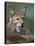 European Lynx, Ranua Wildlife Park, Finland, Scandinavia, Europe-Murray Louise-Premier Image Canvas