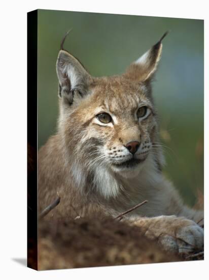 European Lynx, Ranua Wildlife Park, Finland, Scandinavia, Europe-Murray Louise-Premier Image Canvas