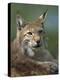 European Lynx, Ranua Wildlife Park, Finland, Scandinavia, Europe-Murray Louise-Premier Image Canvas
