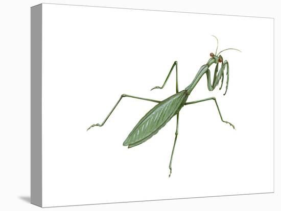 European Mantis (Mantis Religiosa), Insects-Encyclopaedia Britannica-Stretched Canvas