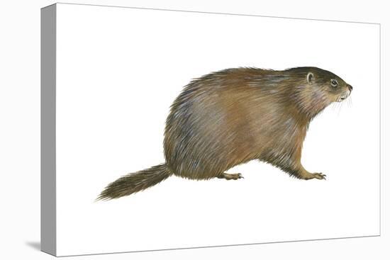European Marmot (Marmota Marmota), Mammals-Encyclopaedia Britannica-Stretched Canvas