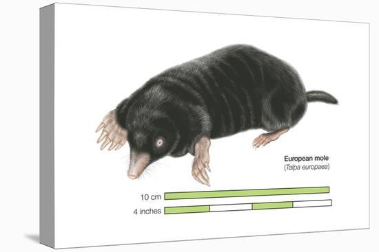 European Mole (Talpa Europaea), Mammals-Encyclopaedia Britannica-Stretched Canvas