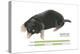 European Mole (Talpa Europaea), Mammals-Encyclopaedia Britannica-Stretched Canvas