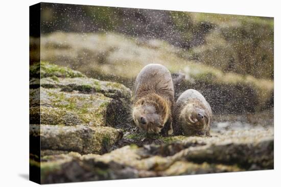 European Otter (Lutra Lutra) Mother and Cub Shaking Water from their Coats-Mark Hamblin-Premier Image Canvas