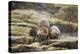 European Otter (Lutra Lutra) Mother and Cub Shaking Water from their Coats-Mark Hamblin-Premier Image Canvas