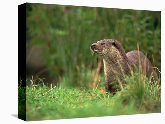 European Otter (Lutra Lutra), Otterpark Aqualutra, Leeuwarden, Netherlands, Europe-Niall Benvie-Premier Image Canvas