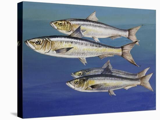 European Pilchard (Sardina Pilchardus), Clupeidae-null-Premier Image Canvas